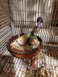 Pair of Lovebirds with cage all setup