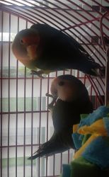 2 beautiful Love birds with a cage