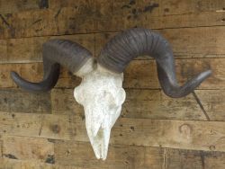 ram skull for sale