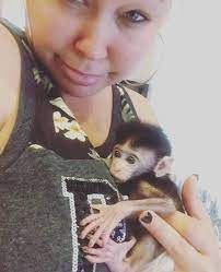macaque monkey for sale