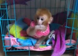 Emotional Filled macaque Monkeys Available