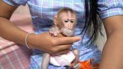 Adorable Macaque Monkeys