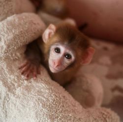 Baby Rhesus Macaque for adoption