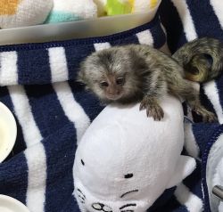 Baby monkeys for adoption