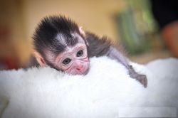 Tamed Macaque Monkey For Sale