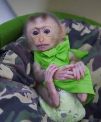 Socialized Macaque monkeys for adoption