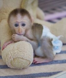 Healthy and Good Looking male and female baby Macaque Monkeys