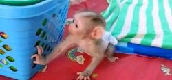 Macaque monkeys for sale