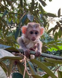 Adorable pigtail monkeys for adoption