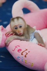 Macaque monkeys for adoption
