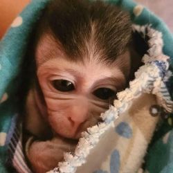 Monkeys for adoption