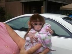macaque Monkey for sale