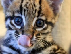 Well Tamed Margay And Other Exotic Animals