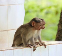 Cage Trained Pair of Rhesus macaques monkeys