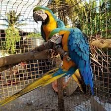 Blue and Gold Macaws Available.