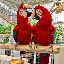 Cute Ready Now Scarlet Macaws.