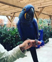 !!!Talking Hyacinth Macaw parrot ready now