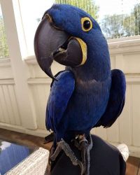 #1 tamed Hyacinth Macaw for sale