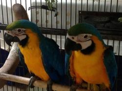 Tame Pair Of Blue and Gold Macaw Parrots