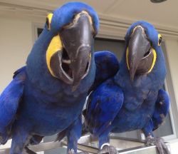 Tame and Playful Hyacinth Macaw Parrots For Sale