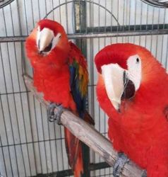 Pair Of Scarlet Macaw Parrots Available