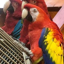 Scarlet Macae Parrots Available
