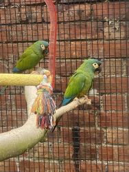 Illiger macaws breeding pair 3 year old