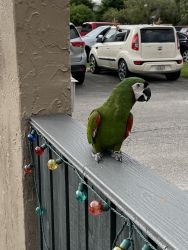 Severe Macaw about 14 inch long can say about 100 words