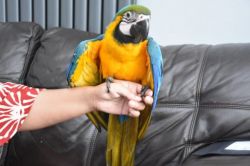 Blu And Gold Macaw Parrot
