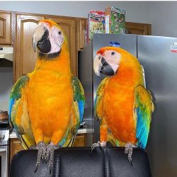 Pairs Macaws Parrots For Sale