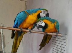 Golden Blue Macaw Parrots