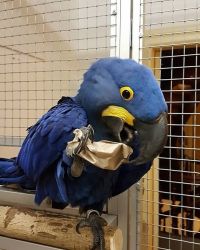 Blue Colored Hyacinth Macaws for Sale