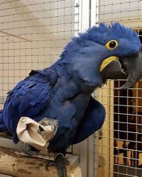 hyaicnthe macaw baby girl