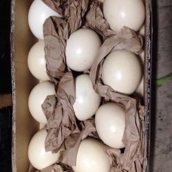 Macaw eggs for sale