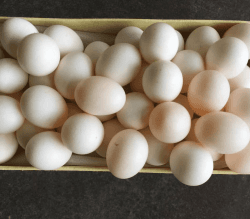 buy fertilized parrot eggs