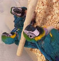Blue and gold macaw babies for sale - xxxxxxxxxxxxxxxx.xxx