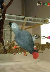 Beautiful macaw parrot for sale