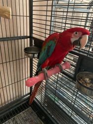 Green wing Macaw parrots for sale