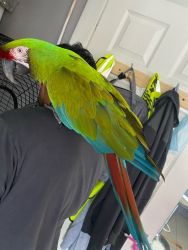 Hand Reared Military Macaw for giving away