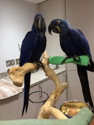 Pair of hyacinth Macaw Parrots For Sale