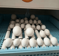 parrot eggs for sale