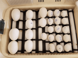 fertile parrot eggs for sale