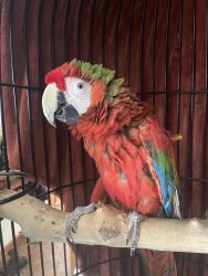 Rehoming Catalina Macaw