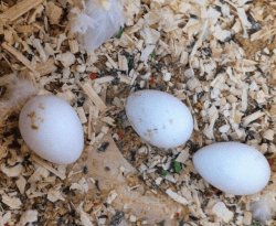 parrot eggs
