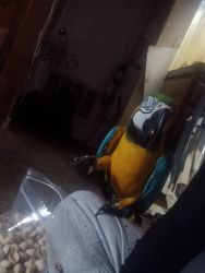 Blue and gold macaw female 3 yr old
