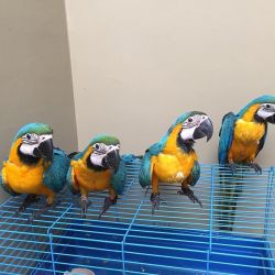Parrots For Sale-(www.v-b-h.net)-
