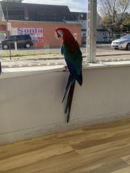 Female macaw for well tamed