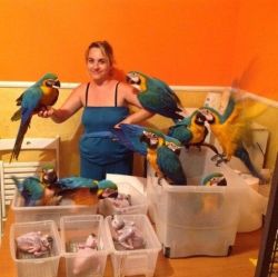 Well Tamed Macaws
