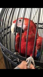 Macaws and Ringnecks