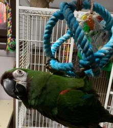 3 year old macaw named Remington